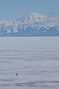 A lone emperor penguin walks on the sea ice with Mt. Discovery in the background