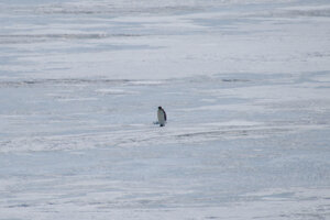 A lone emperor penguin walks on the sea ice